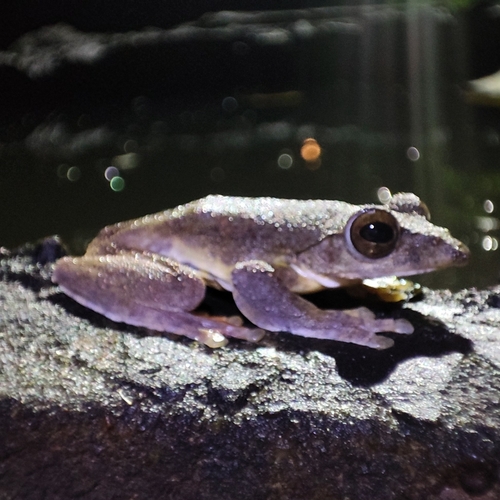Annam Flying Frog, Rhacophorus annamensis