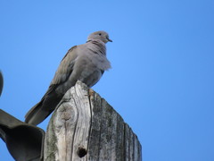 Streptopelia decaocto