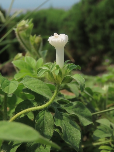 Ipomoea pes-tigridis iNat (1)