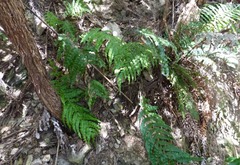 Blechnum novae-zelandiae