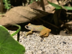 Diasporus
