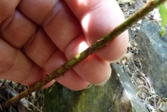 Blechnum novae-zelandiae