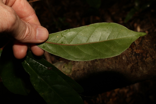 Image of Elaeocarpus eumundi by (c) Greg Tasney, some rights reserved (CC BY-SA)