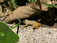 Diasporus