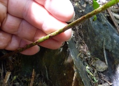Blechnum novae-zelandiae