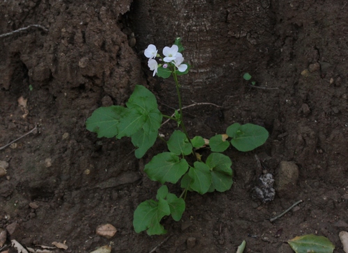 iNaturalist observation photo of milkmaids