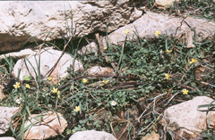 Ranunculus weyleri