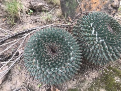 Mammillaria lloydii