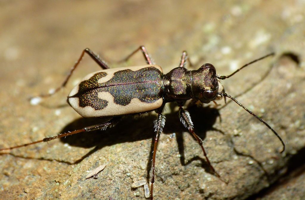 Wide-banded tiger beetle