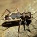 Wide-banded Tiger Beetle - Photo (c) Steve Kerr, some rights reserved (CC BY), uploaded by Steve Kerr