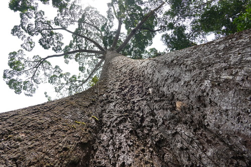 Shorea faguetiana