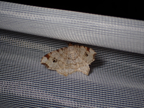 Peacock Moth, Schiermonnikoog, Netherlands, photo 9 of 10