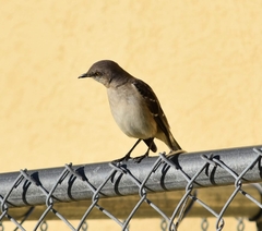 Mimus polyglottos