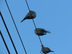 Streptopelia decaocto