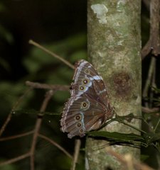 Morpho helenor achillides