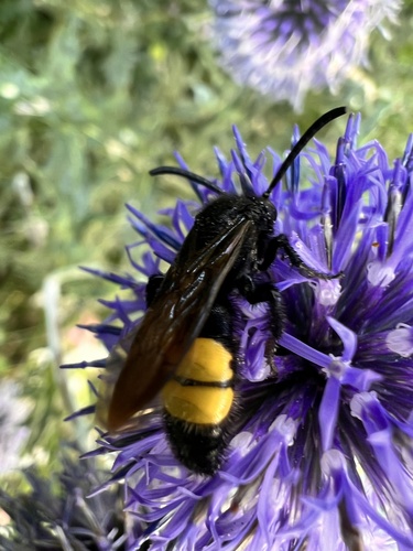 Scolia hirta