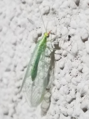 Chrysoperla pudica-group