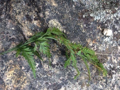 Asplenium appendiculatum