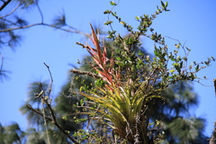 Tillandsia parryi