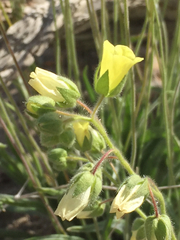Emmenanthe penduliflora penduliflora