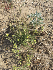 Emmenanthe penduliflora penduliflora