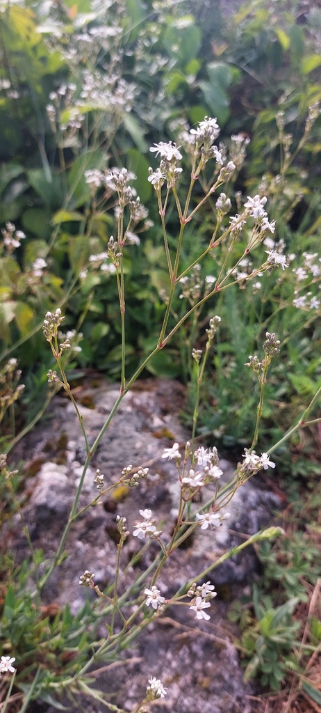 Gypsophila thyraica