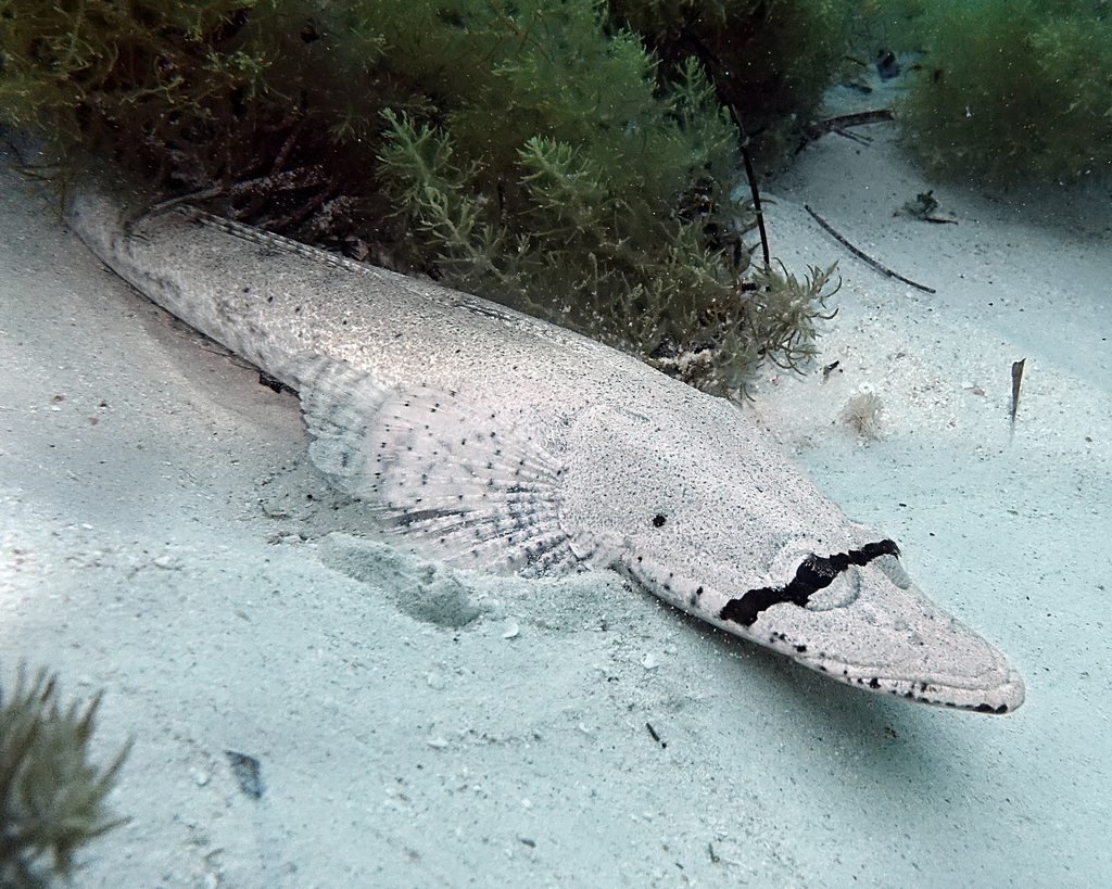 Langkop-platkop (Leviprora inops) — Platycephalidae