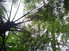 Alsophila firma