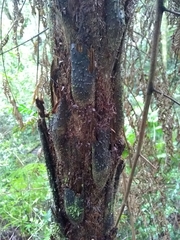 Alsophila firma