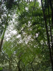 Alsophila firma