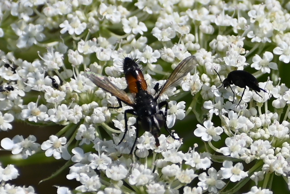 Brullaea ocypteroidea