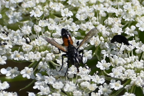 Brullaea ocypteroidea