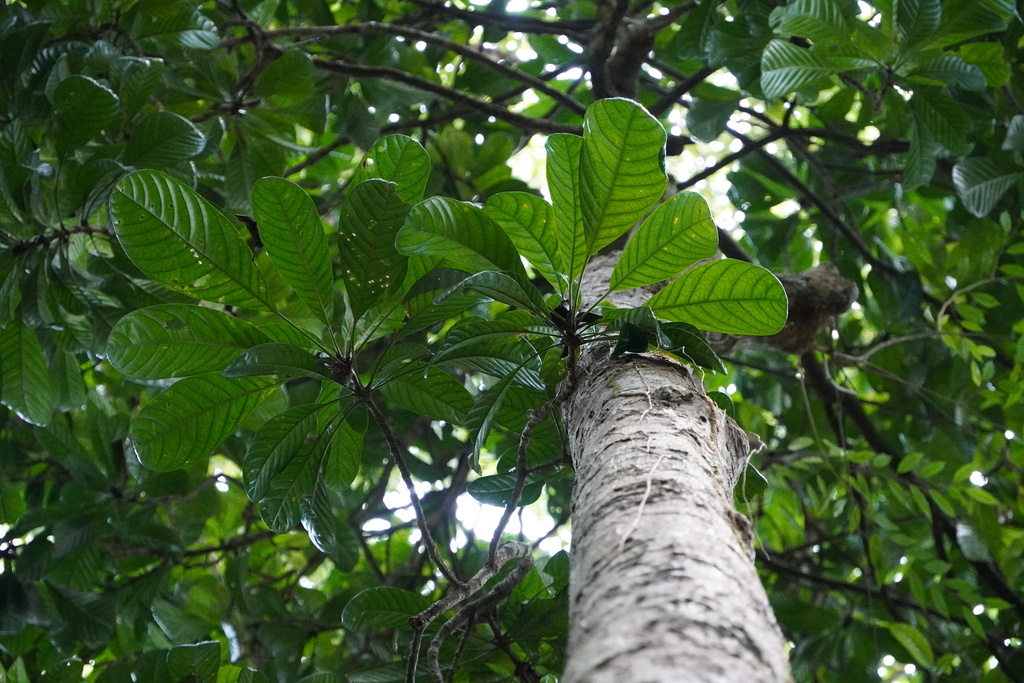 Barringtonia longisepala
