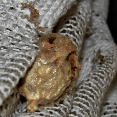 Polyspilota aeruginosa