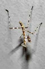 Polyspilota aeruginosa