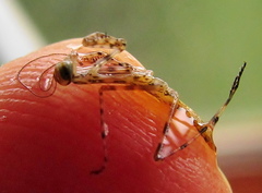 Polyspilota aeruginosa