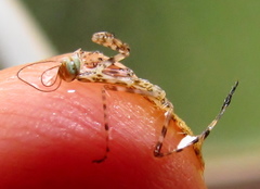 Polyspilota aeruginosa