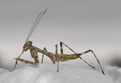 Polyspilota aeruginosa