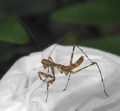 Polyspilota aeruginosa