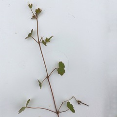Geranium microphyllum