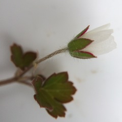 Geranium microphyllum