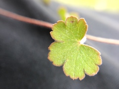 Geranium microphyllum