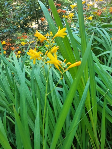 Crocosmia ×crocosmiiflora image