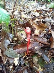 Monotropa coccinea