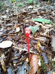 Monotropa coccinea