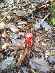 Monotropa coccinea
