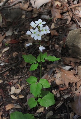 iNaturalist observation photo of milkmaids