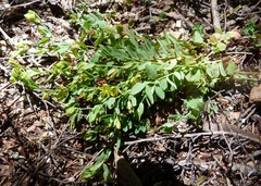 Hypericum humifusum