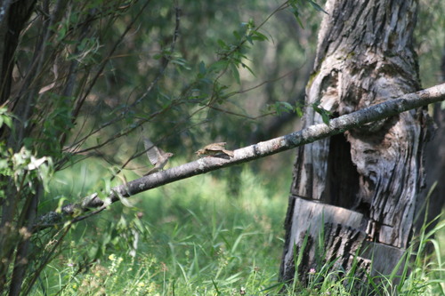 Western Tree Pipit