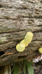 Leucocoprinus birnbaumii image
